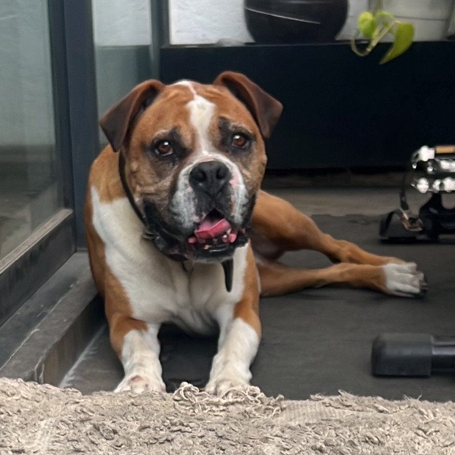  | Raza Mestiza, cruza de Bóxer con American Pitbull Terrier | Final Feliz
