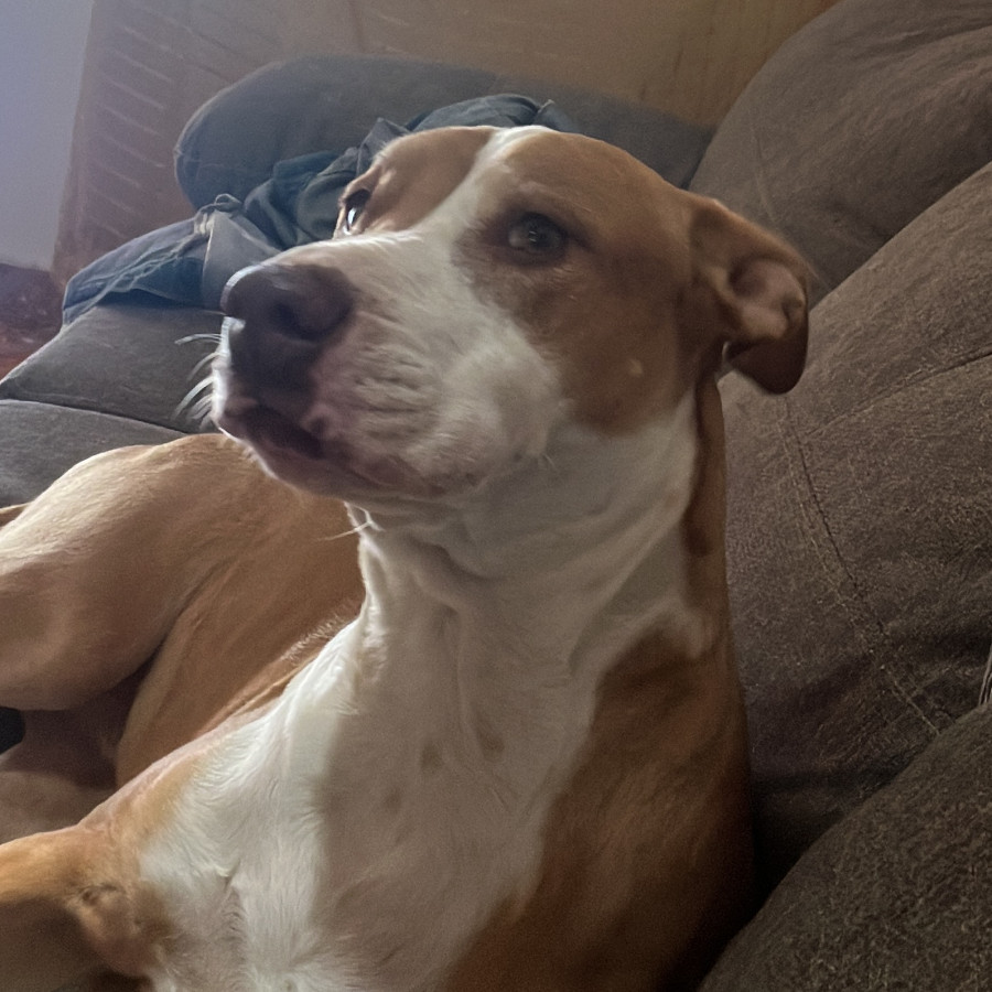 ATHENA | Raza Mestiza, cruza de American Pitbull Terrier | Perdida