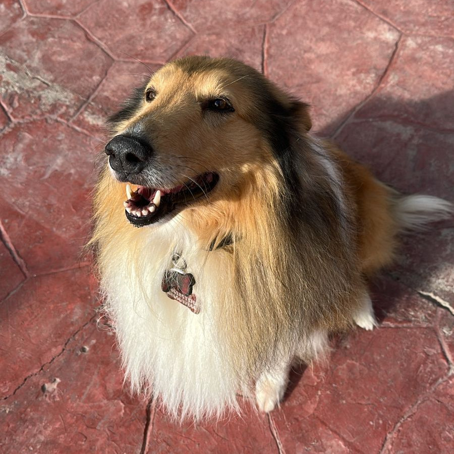 ROCO | Raza Collie | Perdido