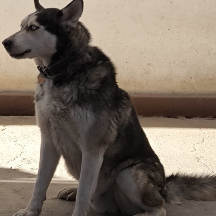 KOPPY | Raza Husky Siberiano | Perdido
