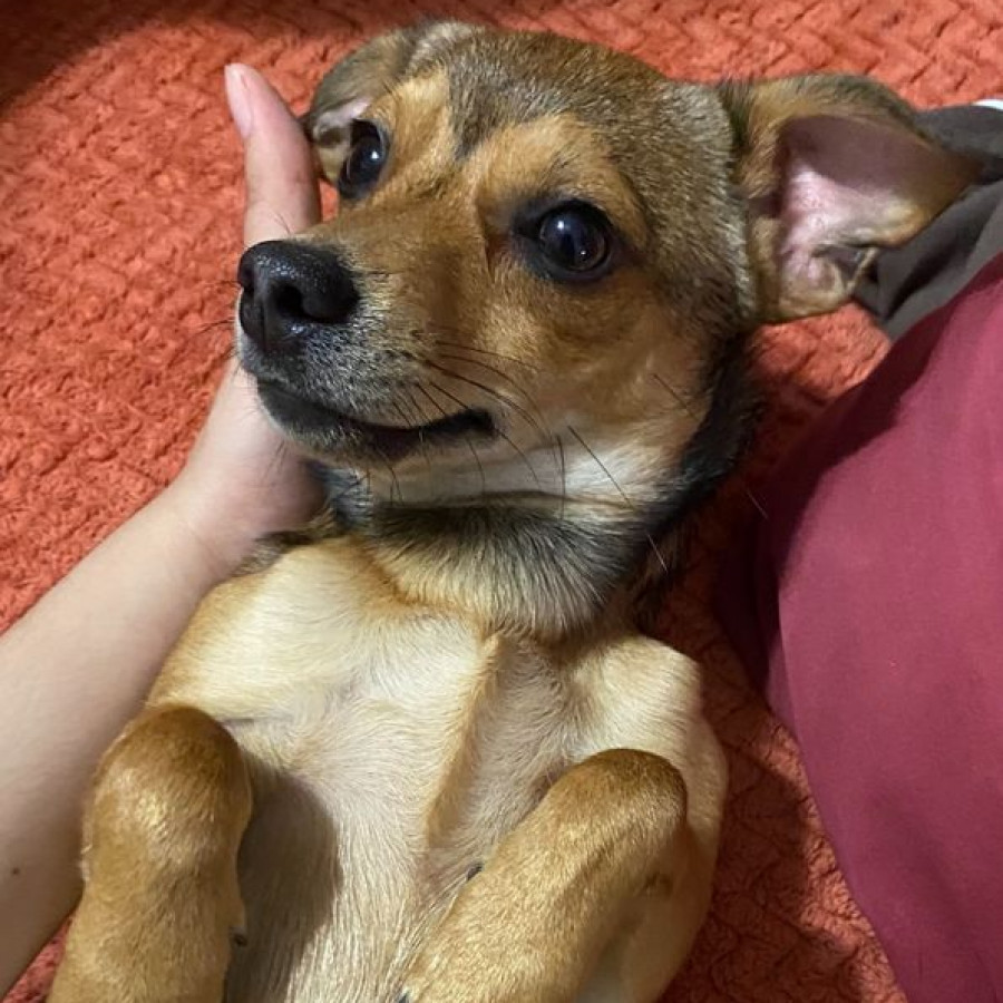 SIDKA | Raza Mestizo | Perdido