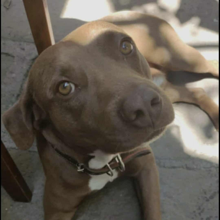 CANELO | Raza American Pitbull Terrier | Final Feliz