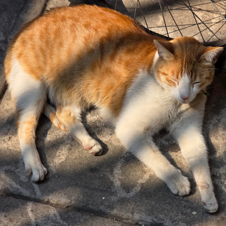 JACK | Raza Doméstico Américano de Pelo Corto | Perdido