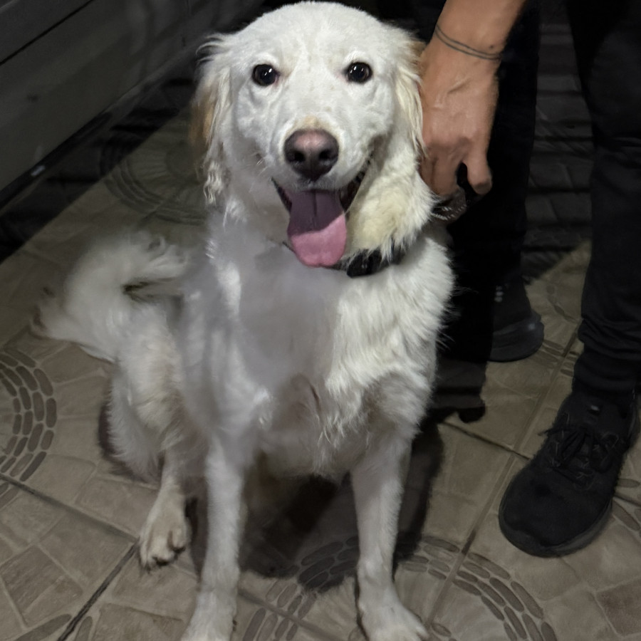  | Raza Mestizo | Encontrado