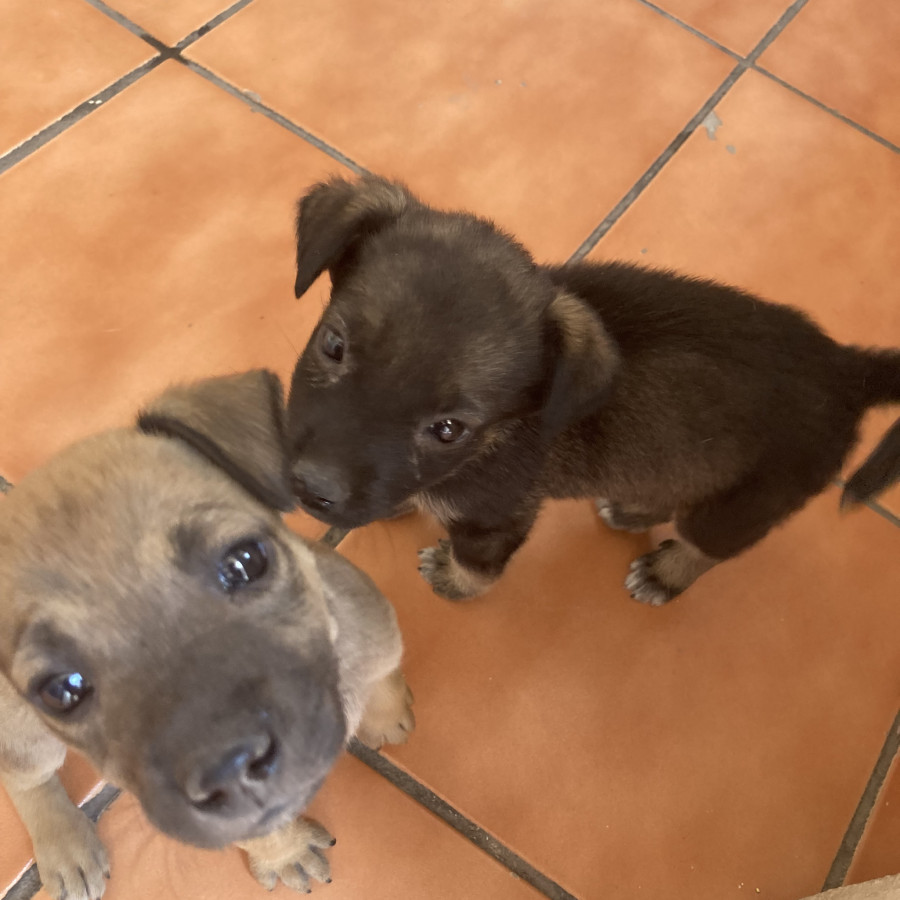 HERMOSA CACHORRITA | Raza Mestiza, cruza de Pastor Belga Malinois | En Adopción
