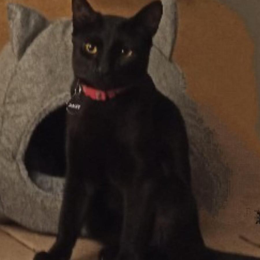 BLACKY | Raza Bombay | Perdido