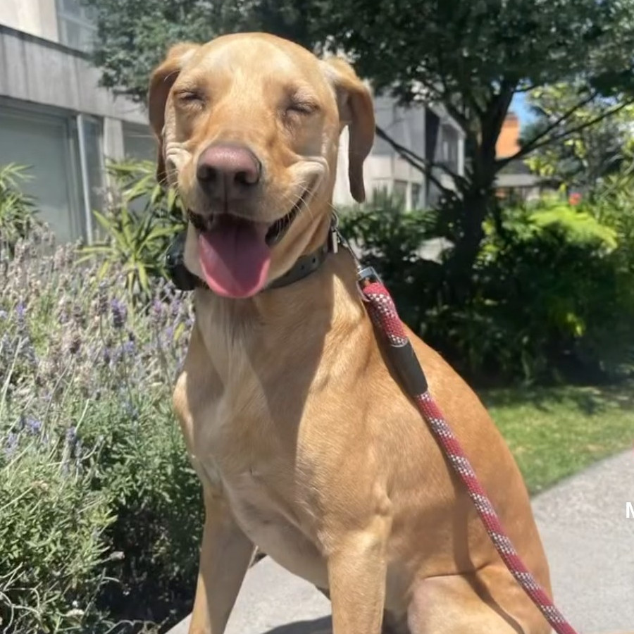 LUCCA | Raza Mestizo,  Cruza De Labrador | Final Feliz