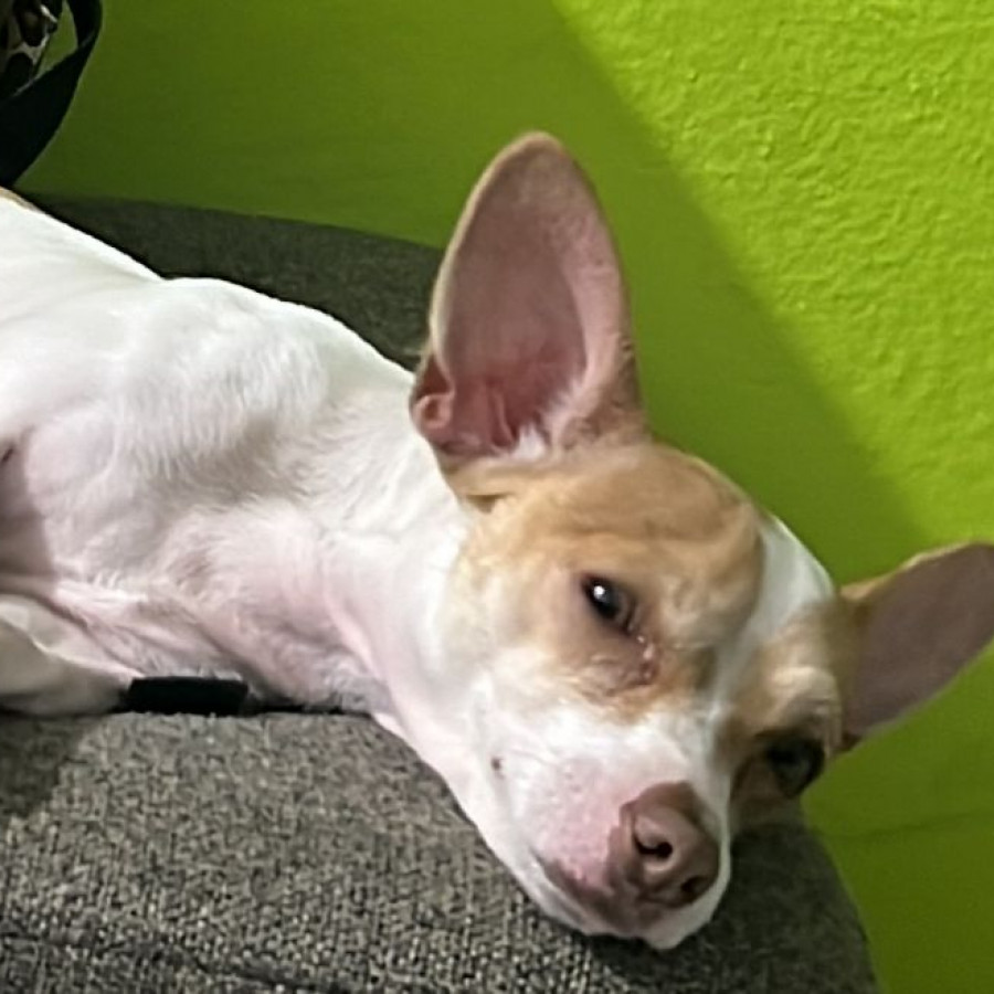 TIMY | Raza Chihuahua | Perdido