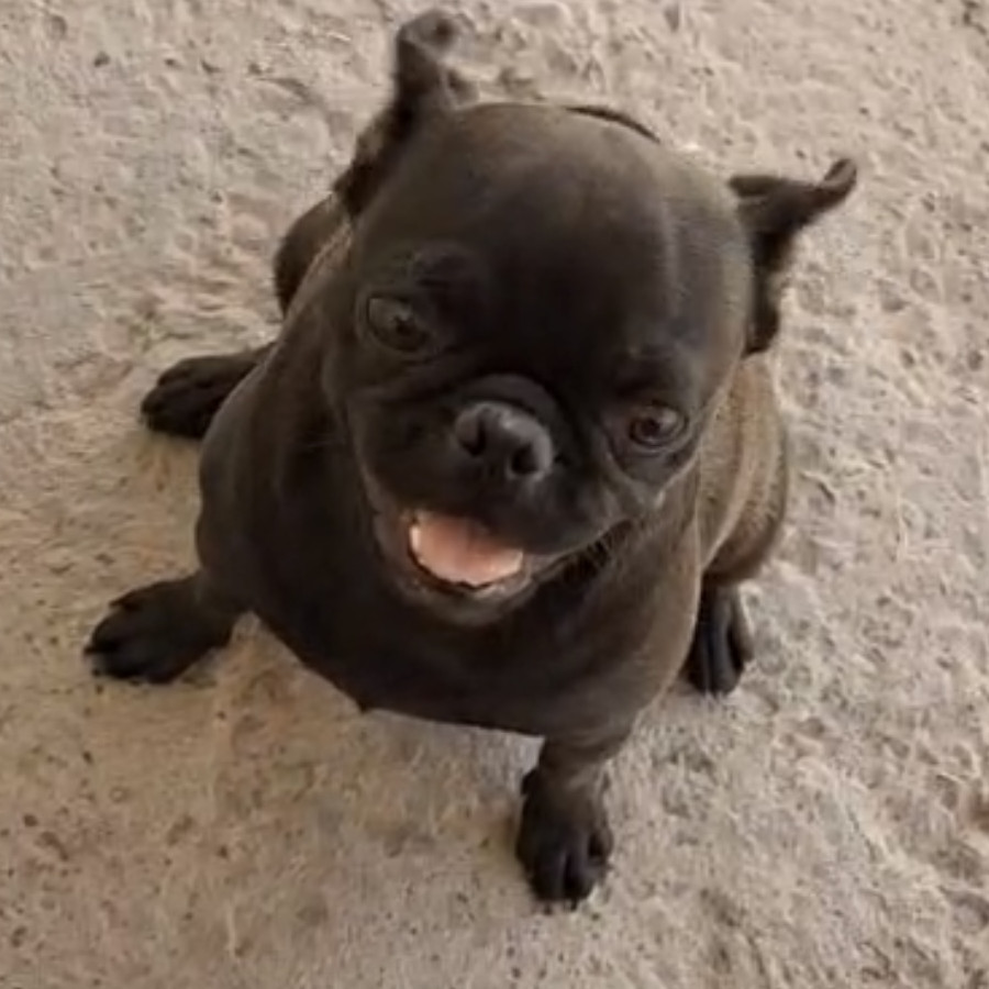 DIXIE | Raza Pug o Carlin | Perdida
