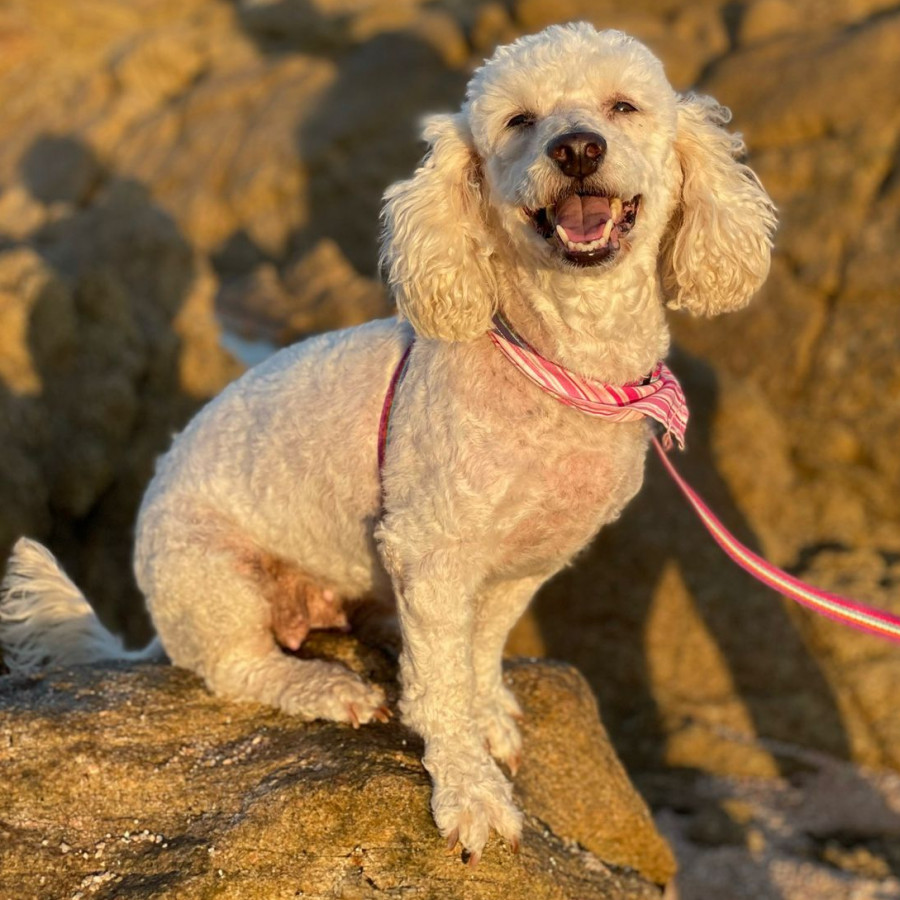 MOLLY | Raza French Poodle o Caniche | Perdida