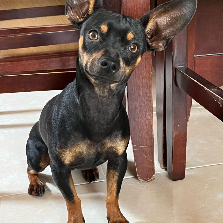 ORACIO | Raza Chihuahua | Perdido