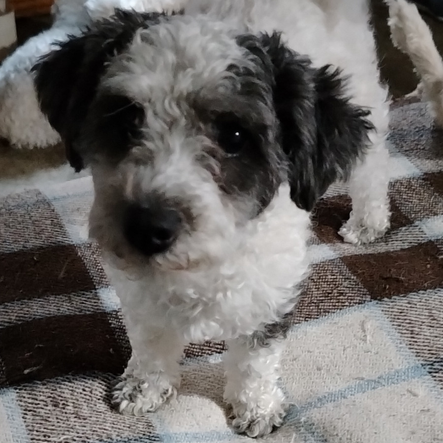 LOLA | Raza Mestiza, cruza de French Poodle | Perdida