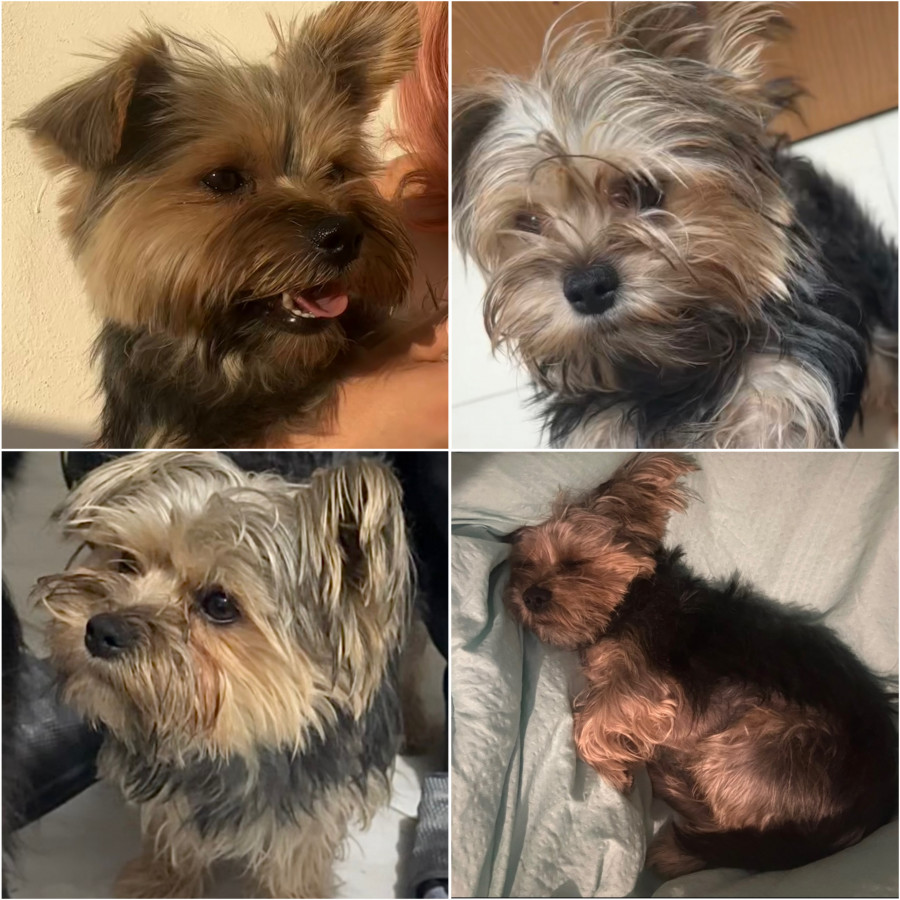 BEBECITO | Raza Yorkshire Terrier (Yorkie) | Perdido