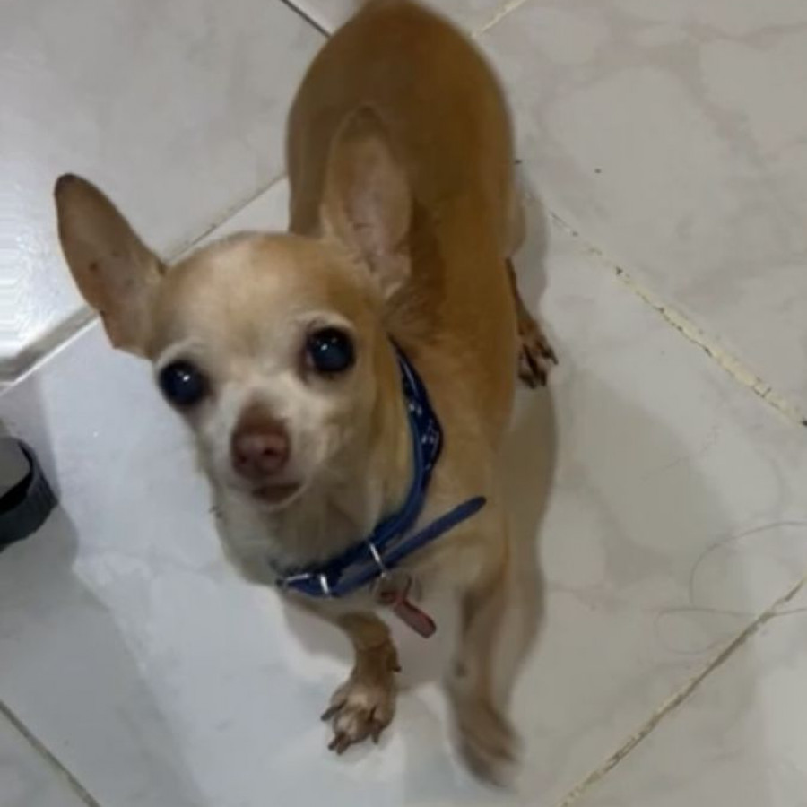 PRINCE | Raza Chihuahua | Final Feliz