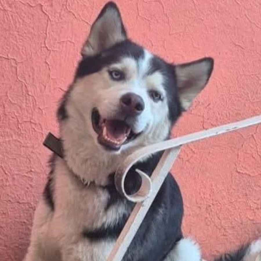 LOBO | Raza Husky Siberiano | Final Feliz