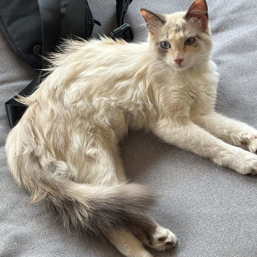 GATO | Raza Balinés punto Calicó | Perdida