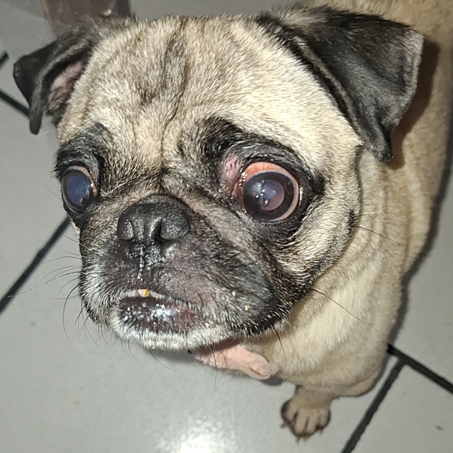 CONCHA | Raza Pug o Carlin | Final Feliz