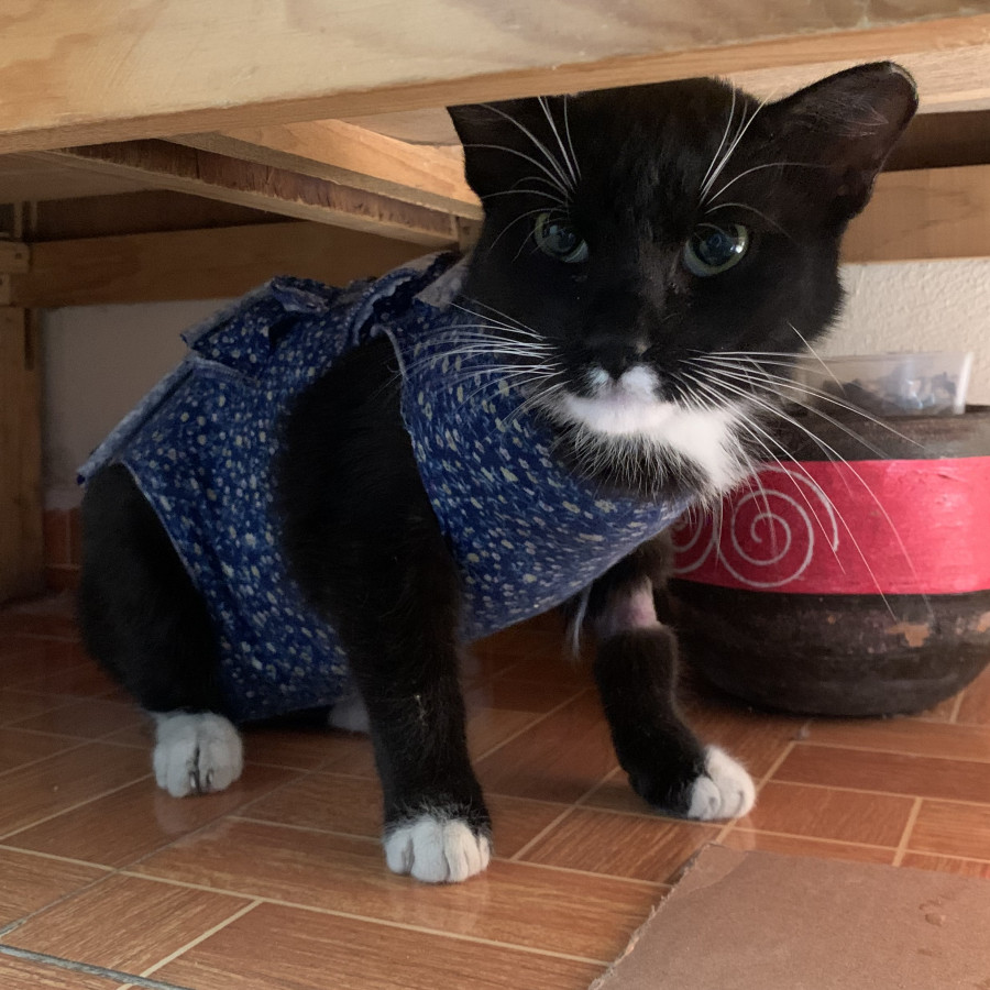 LUNA | Raza Doméstico Américano de Pelo Corto | En Adopción