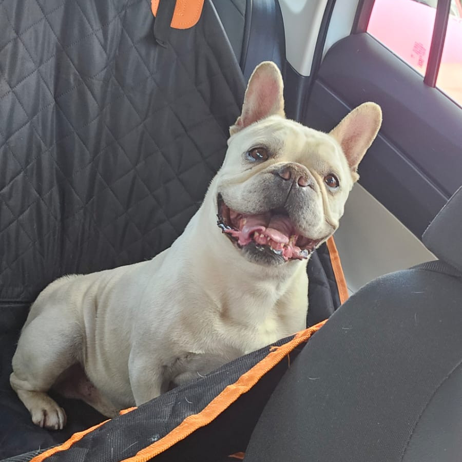 PHILIBERTO | Raza Bulldog Francés  | Perdido