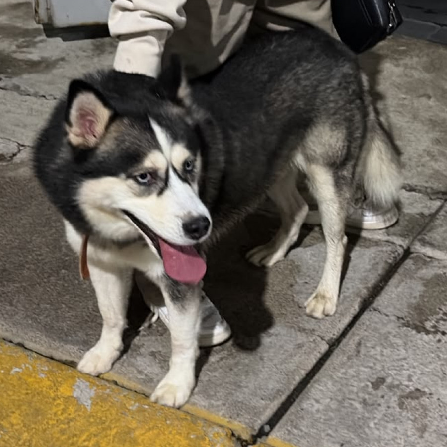  | Raza Husky Siberiano | Encontrado