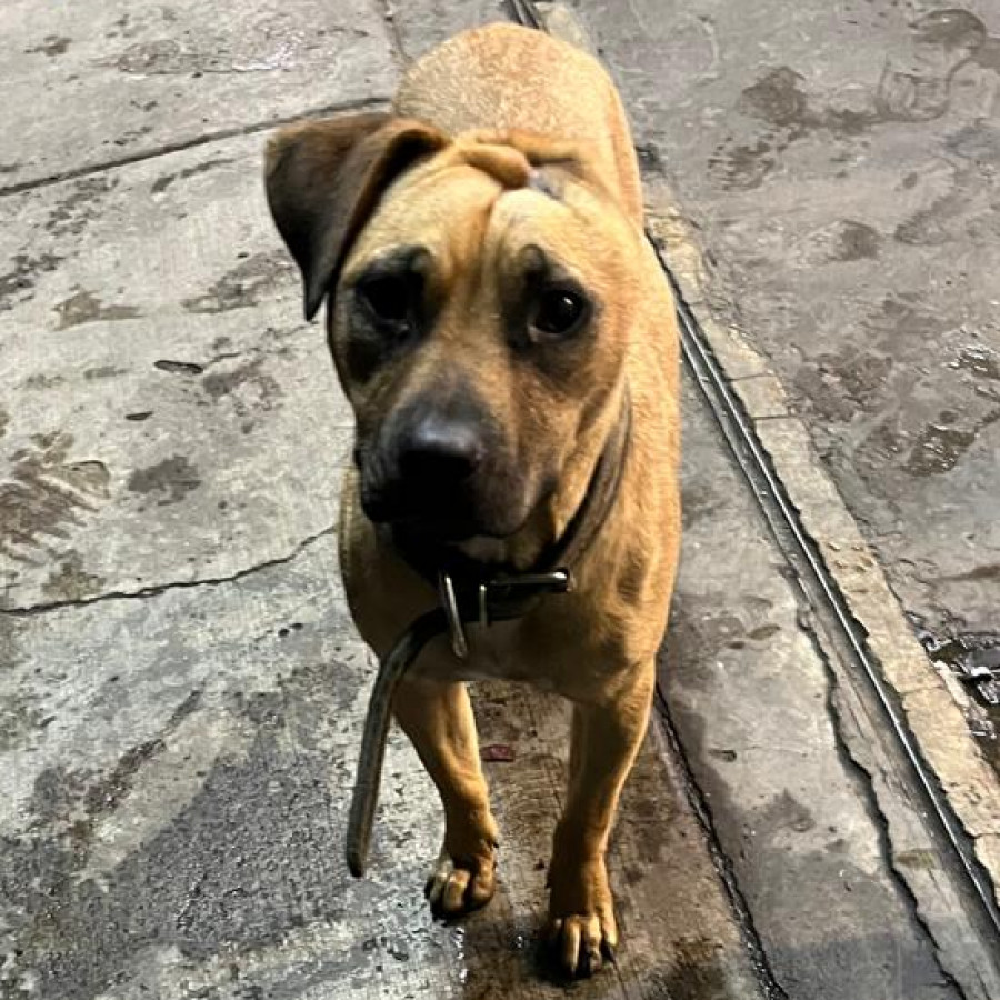  | Raza Mestizo, posible cruza de Labrador con American Pitbull Terrier | Encontrado