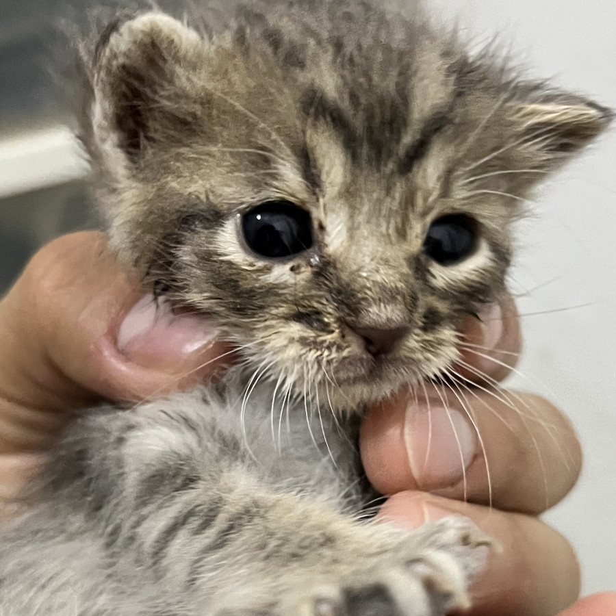 HERMOSA GATITA | Raza Doméstico Américano de Pelo Corto | En Adopción