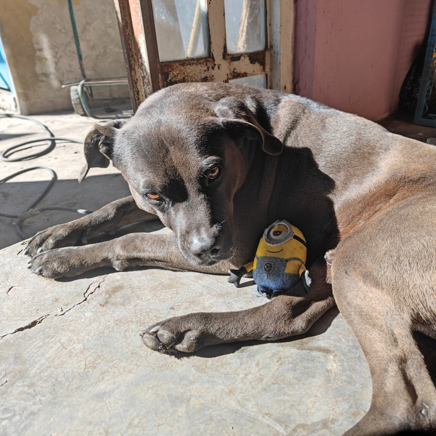 MAX | Raza Mestizo, cruza de American Pitbull Terrier | Final Feliz