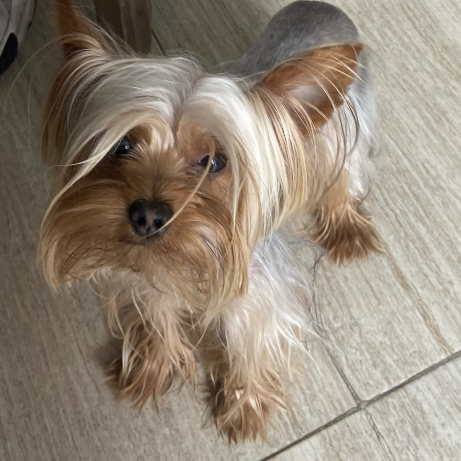 DEXTER | Raza Yorkshire Terrier (Yorkie) | Perdido