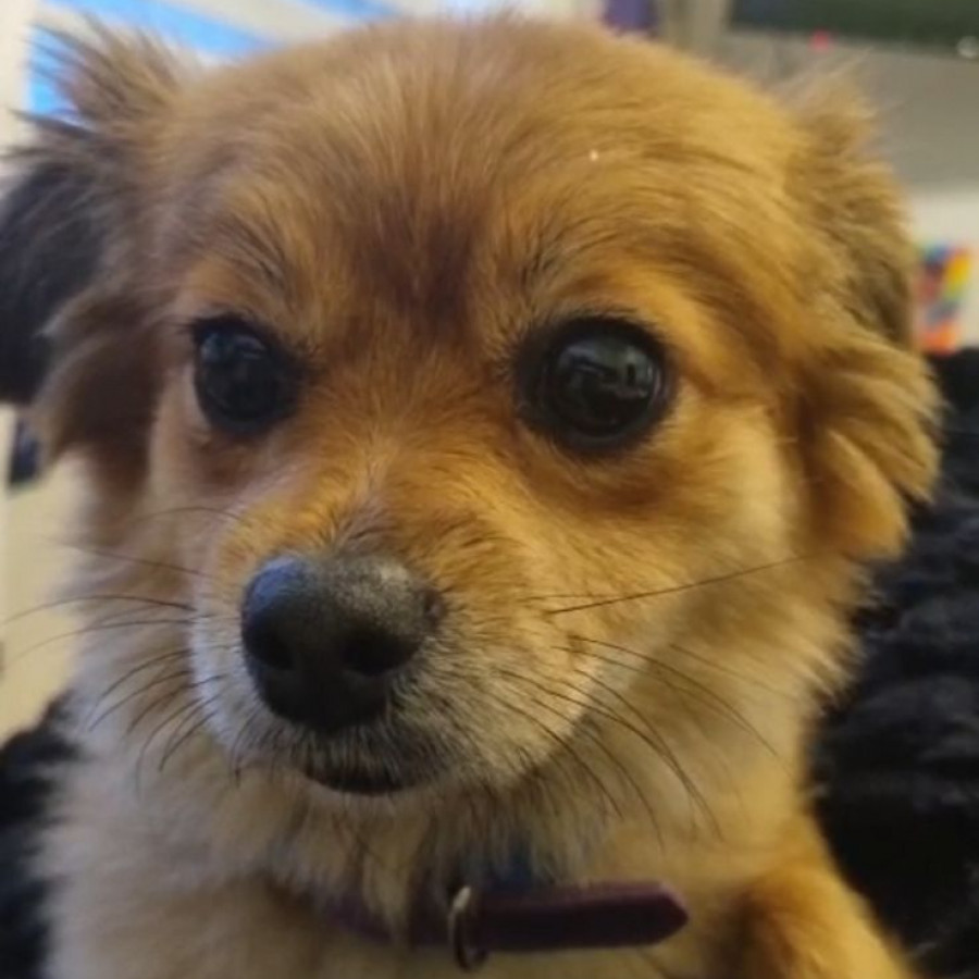 ULANI | Raza Pomerania | Perdida
