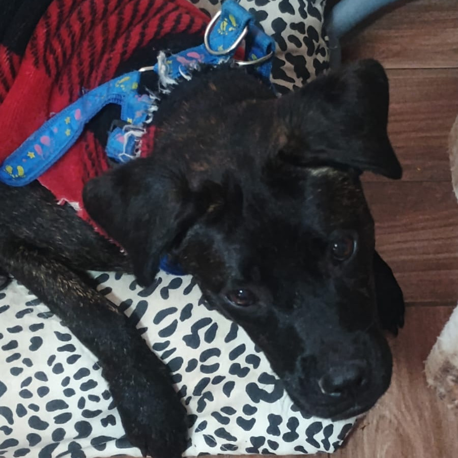 HERMOSA PELUDITA | Raza Mestiza | En Adopción