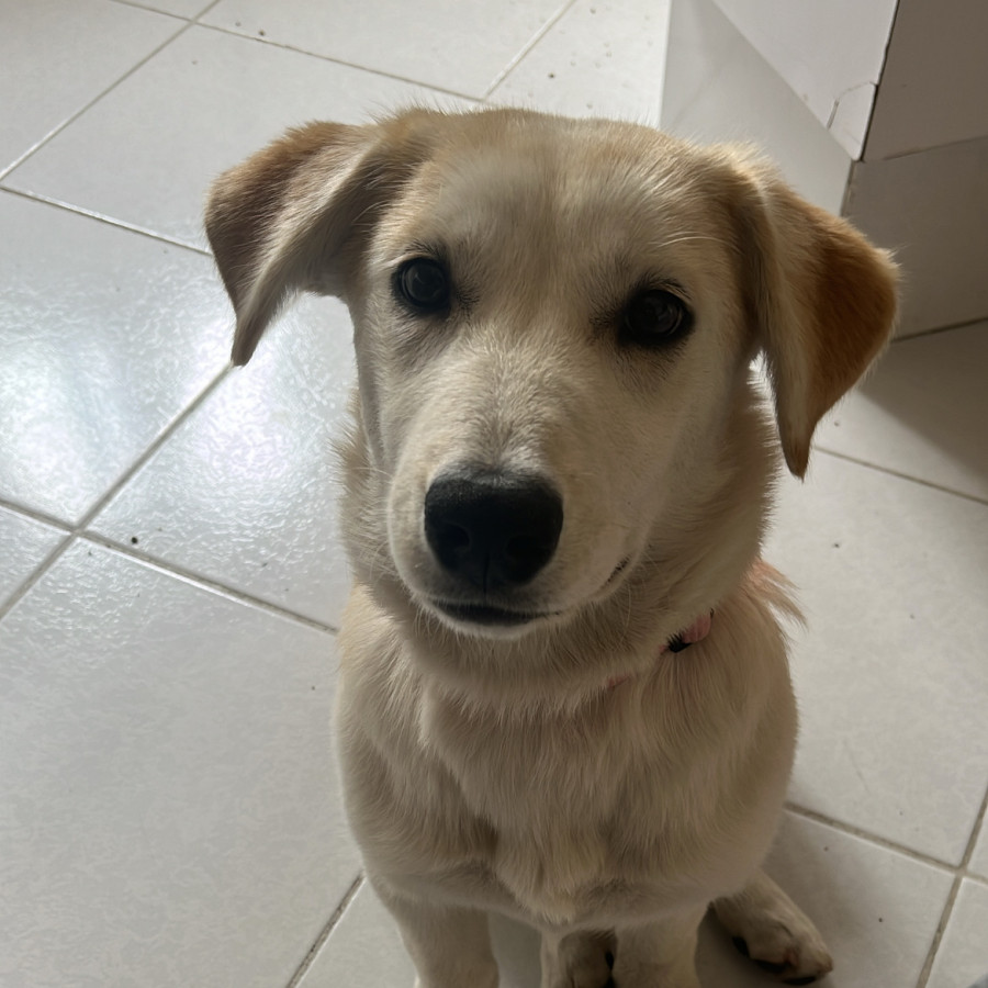 MAGA | Raza Mestiza,  cruza de Labrador | En Adopción