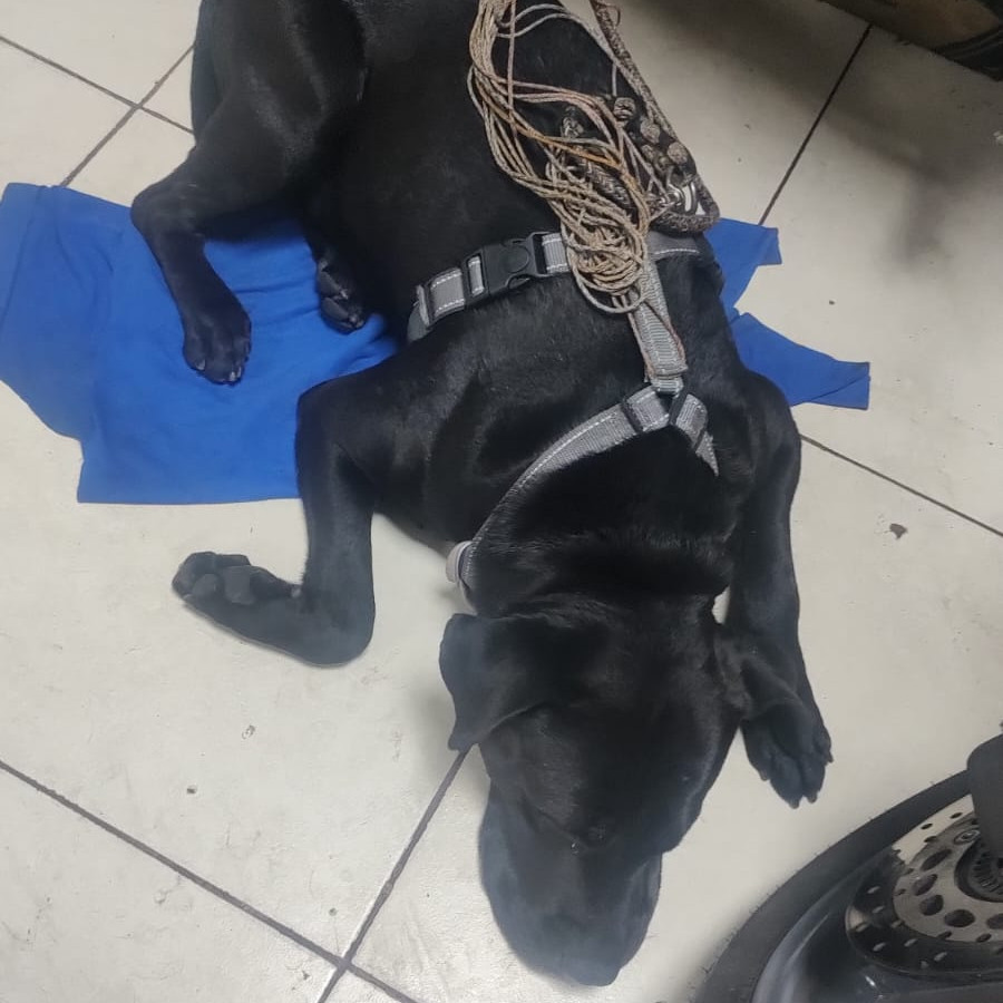  | Raza Mestizo, cruza de American Pitbull Terrier | Encontrado