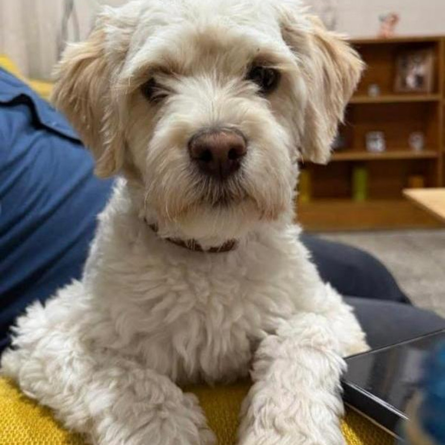 BRAULIO | Raza Mestizo, cruza de Poodle con Schnauzer, (Schnoodle) | Perdido