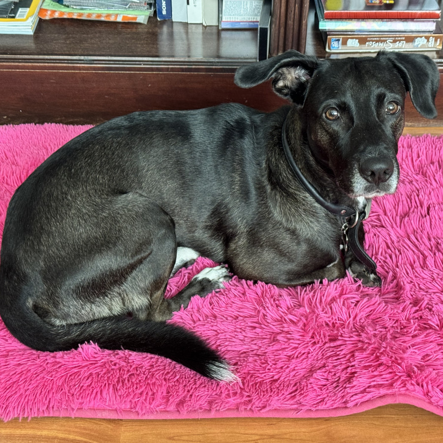 PERRY | Raza Mestizo | Perdido