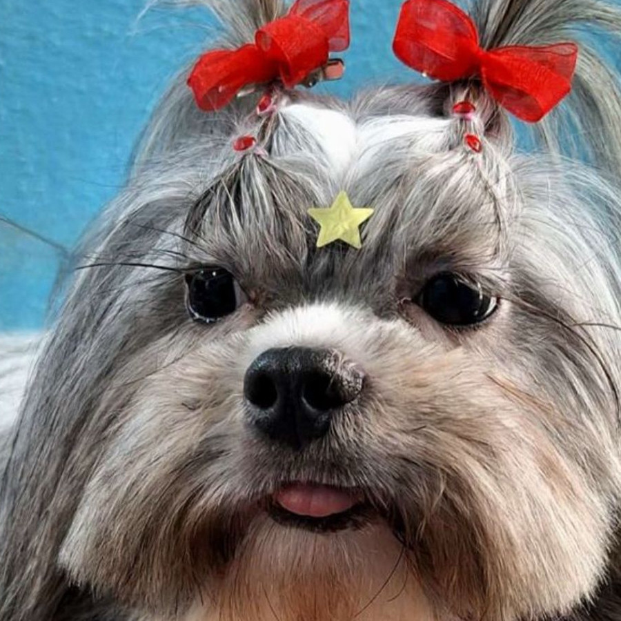 CLOY | Raza Shih Tzu  | Perdida