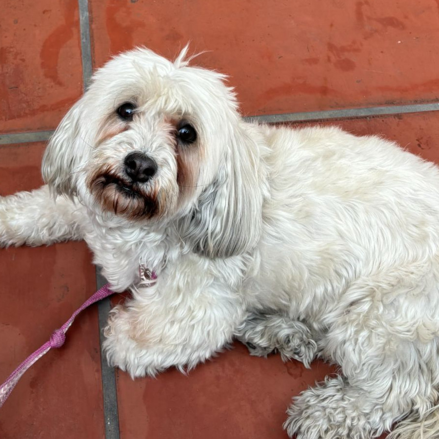 KIARA | Raza Mestiza, cruza de Lasha Apso con Schnauzer | Final Feliz