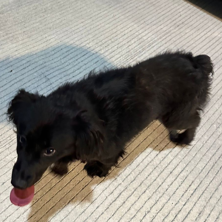  | Raza Mestiza | Encontrada