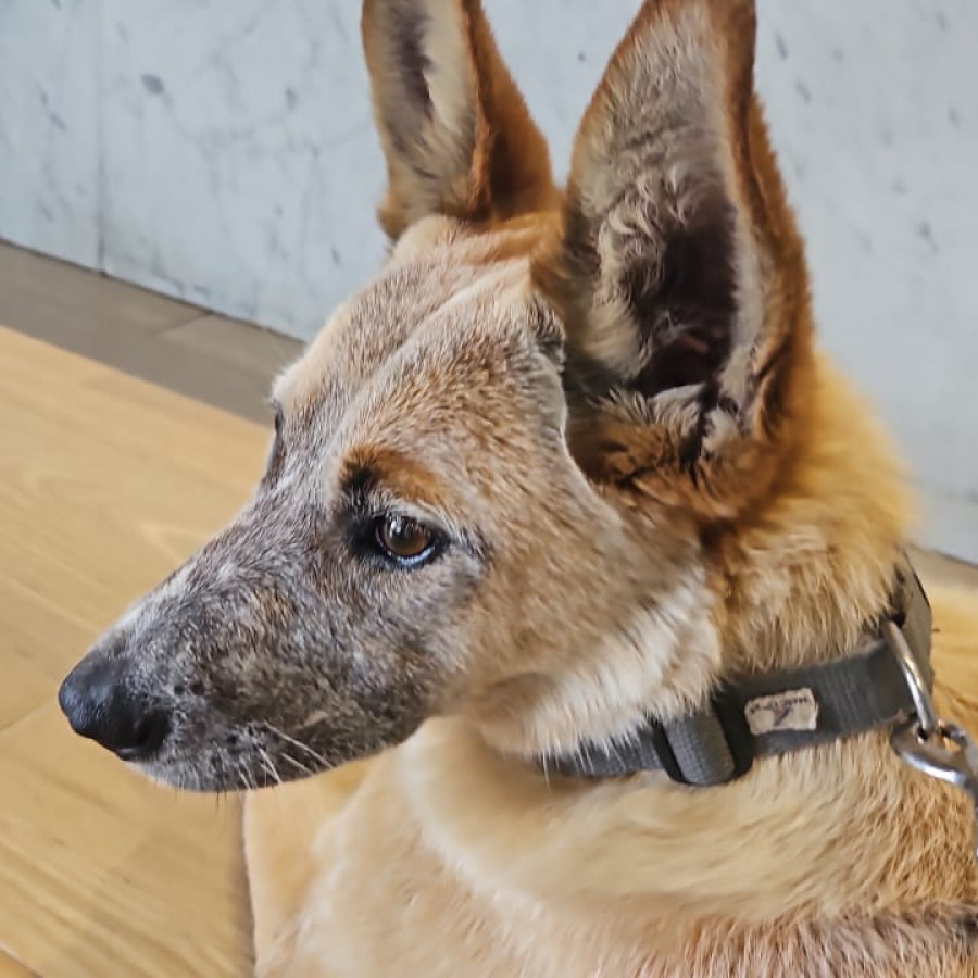  | Raza Mestiza, cruza de Ganadero Australiano, (Red Heeler) | Encontrada