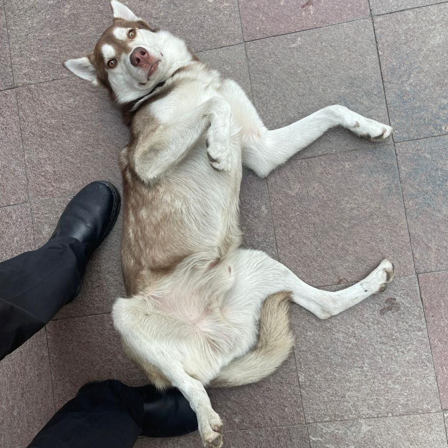 LEO | Raza Husky Siberiano | En Adopción
