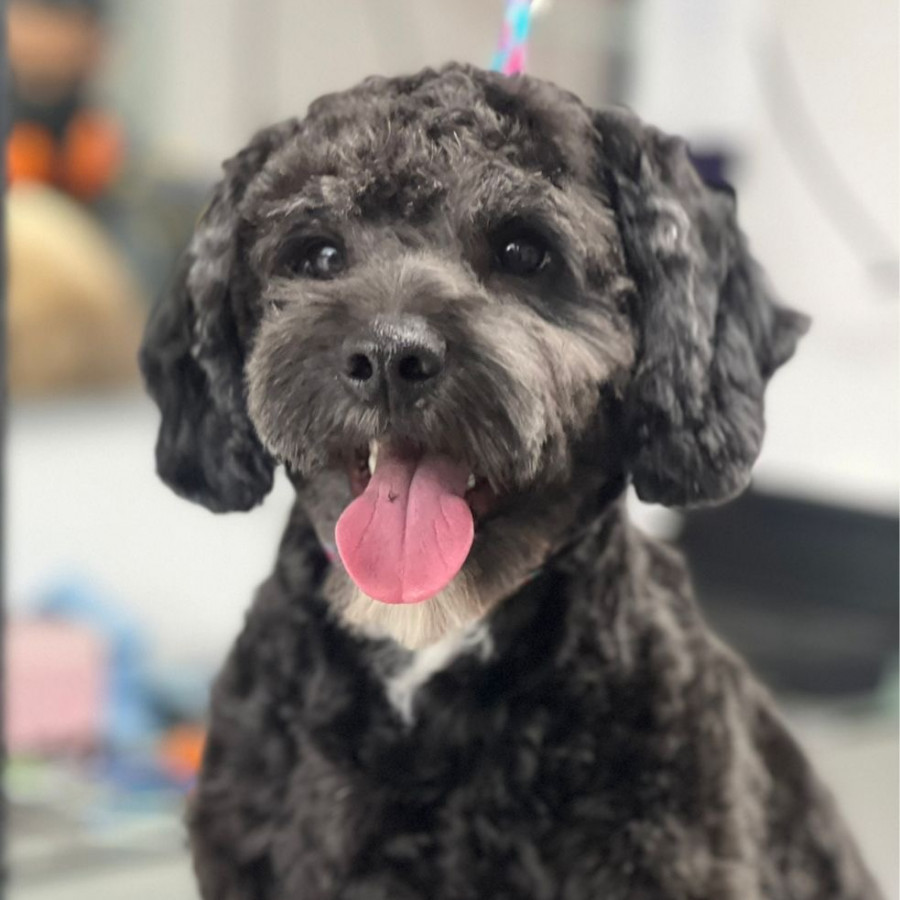 AEGON | Raza Mestizo, Cruza De French Poodle Con Schnauzer,  (Schnoodle) | Perdido