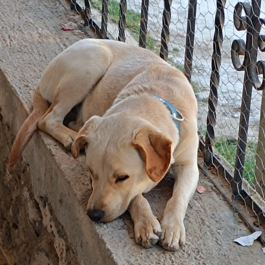 BALU | Raza Mestizo | Perdido
