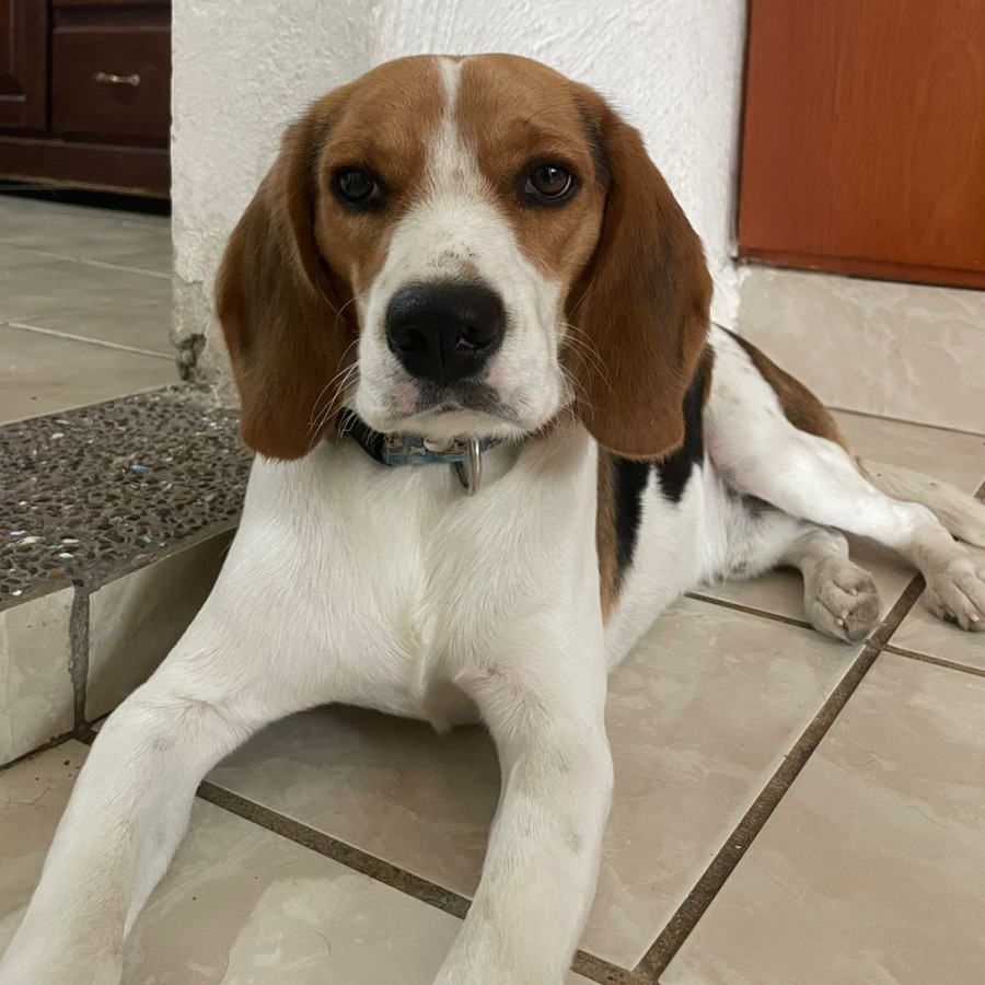 MILO | Raza Beagle | Final Feliz