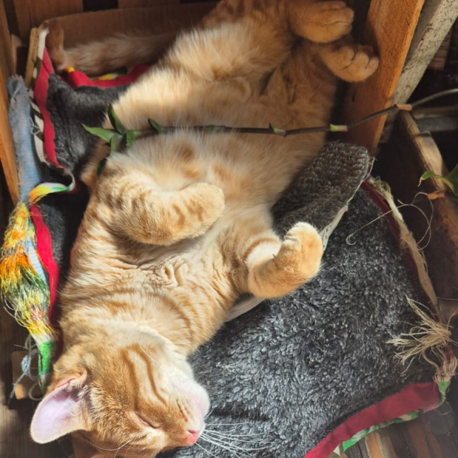 JUANITO | Raza Doméstico Américano de Pelo Corto | Perdido