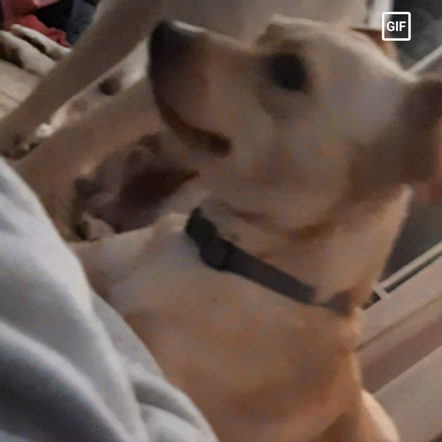 LUPIN | Raza Mestizo, cruza de Chihuahua | Perdido