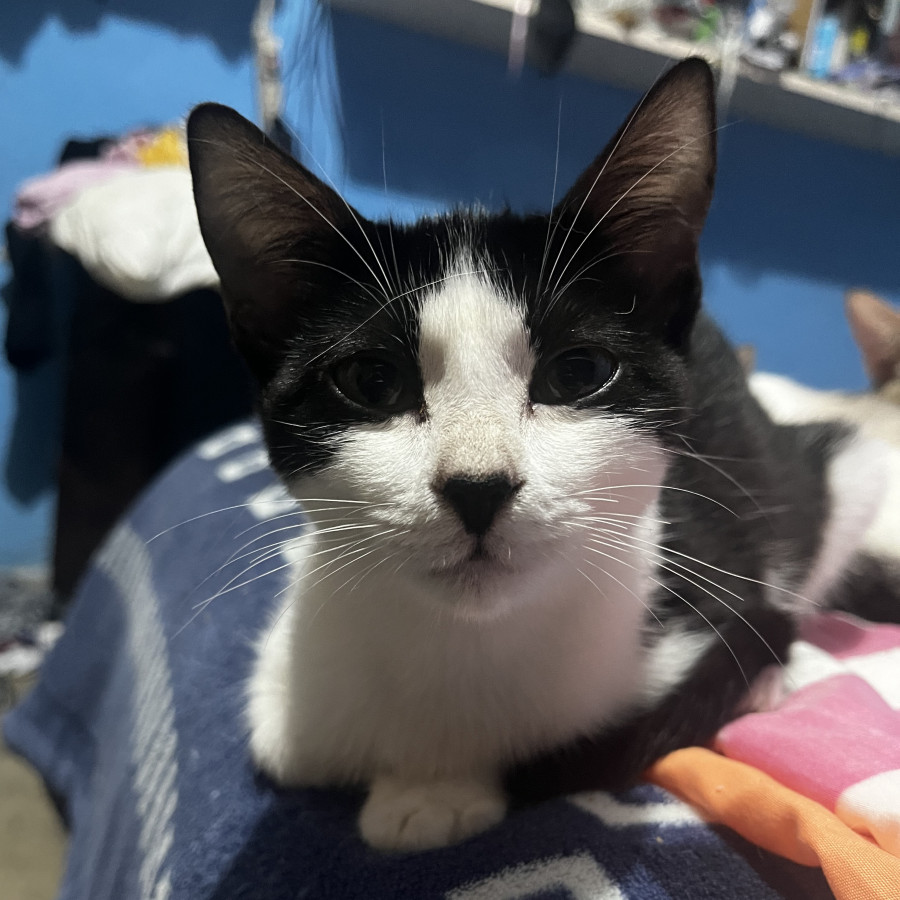 HERMOSA GATITA | Raza Doméstico Américano de Pelo Corto | En Adopción