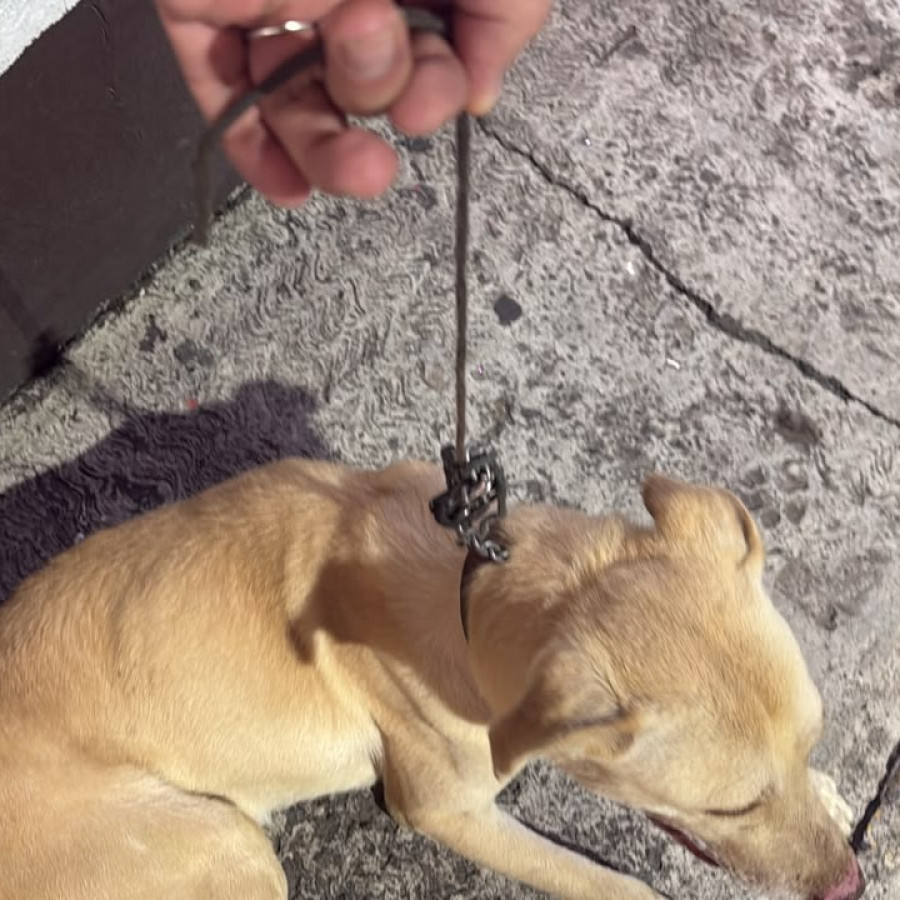  | Raza Mestizo, cruza de Labrador con American Pitbull Terrier | Encontrado