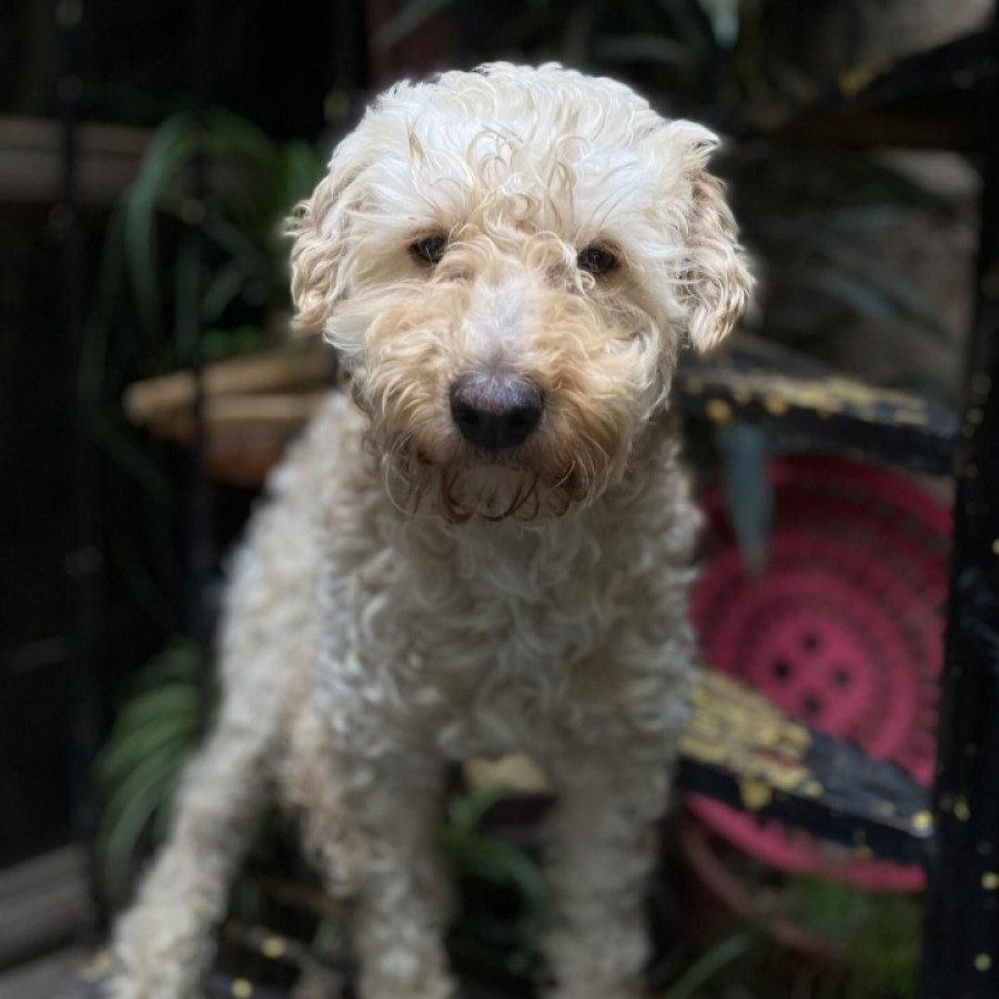 TINTÍN | Raza Maltés | Perdido