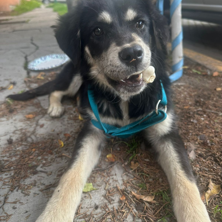  | Raza Mestiza | Encontrada