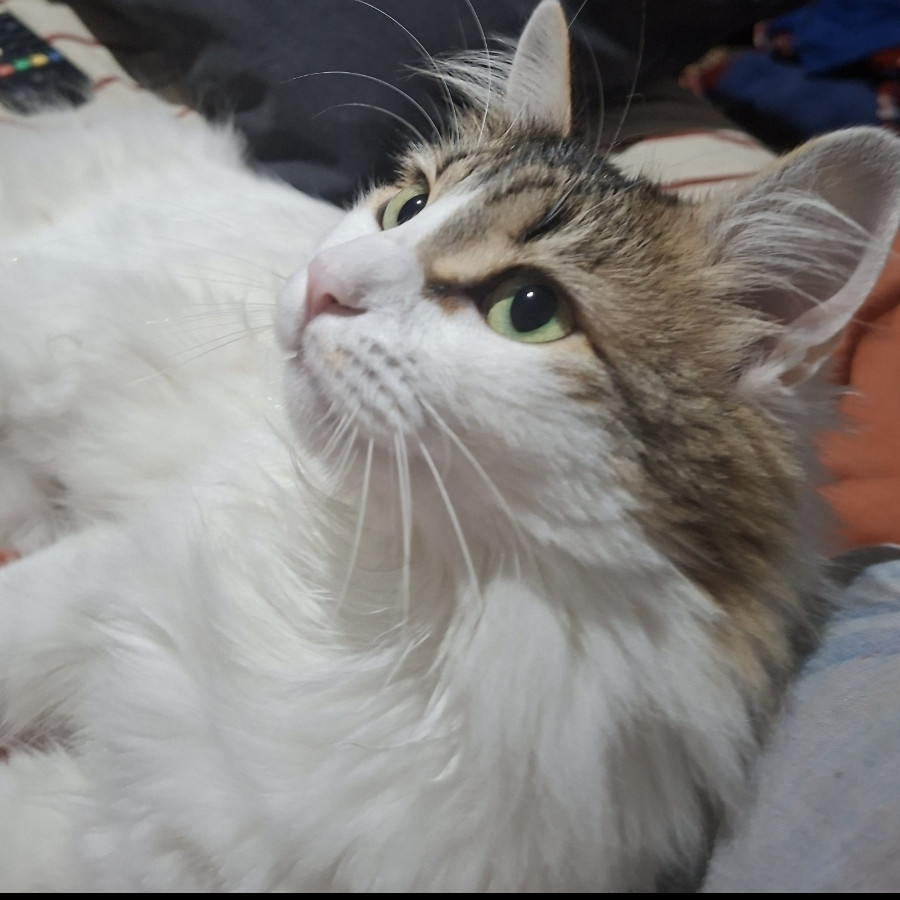 FEY | Raza Doméstico Americano de pelo semilargo | Final Feliz