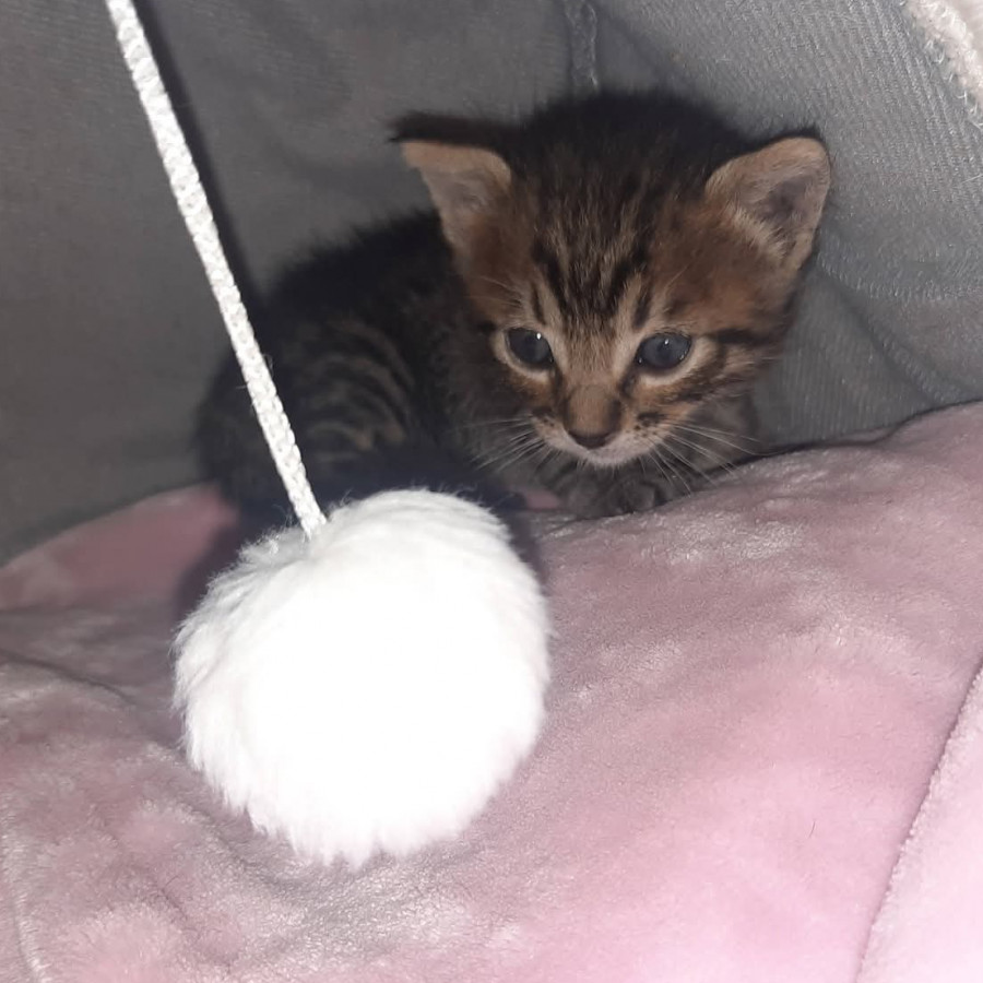 ALASKITA | Raza Doméstico Américano de Pelo Corto | En Adopción
